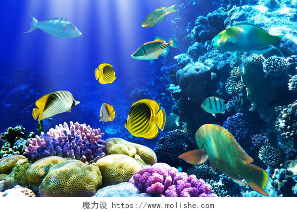 海洋大海水下画面热带鱼观赏鱼动物海洋动物